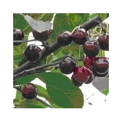 Prunus avium JURGITA