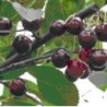 Trešnė - Prunus avium JURGITA