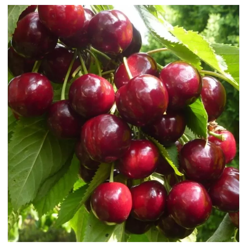 Trešnė - Prunus avium JURGITA