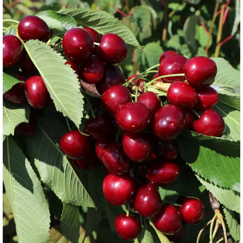 Trešnė - Prunus avium LAPINS
