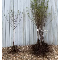 Trešnė (savidulkė) - Prunus avium STELLA