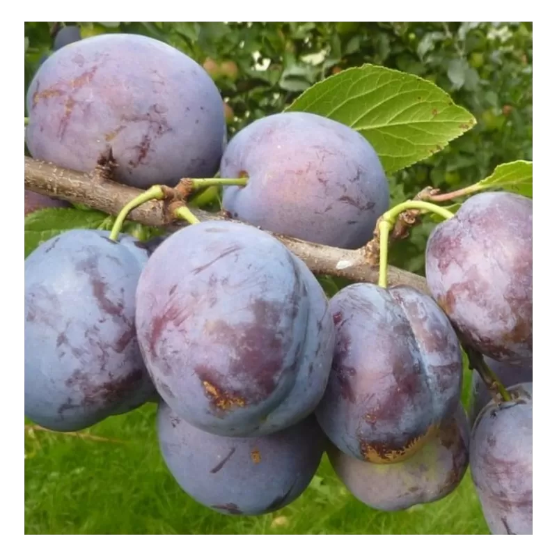 Plum - Prunus domestica BLUEFRE