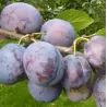 Plum - Prunus domestica BLUEFRE