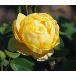 Rožė - Rosa FAUSTINIA ®