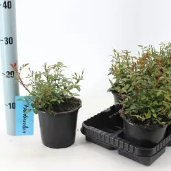 Rosa NOZOMI (HEIDEROSLEIN)