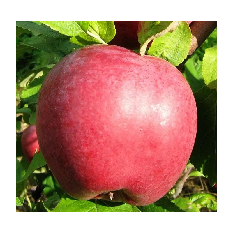 Užsisakyk augalus pavasariui jau dabar