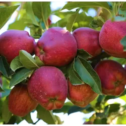 Užsisakyk augalus pavasariui jau dabar