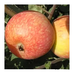 Užsisakyk augalus pavasariui jau dabar