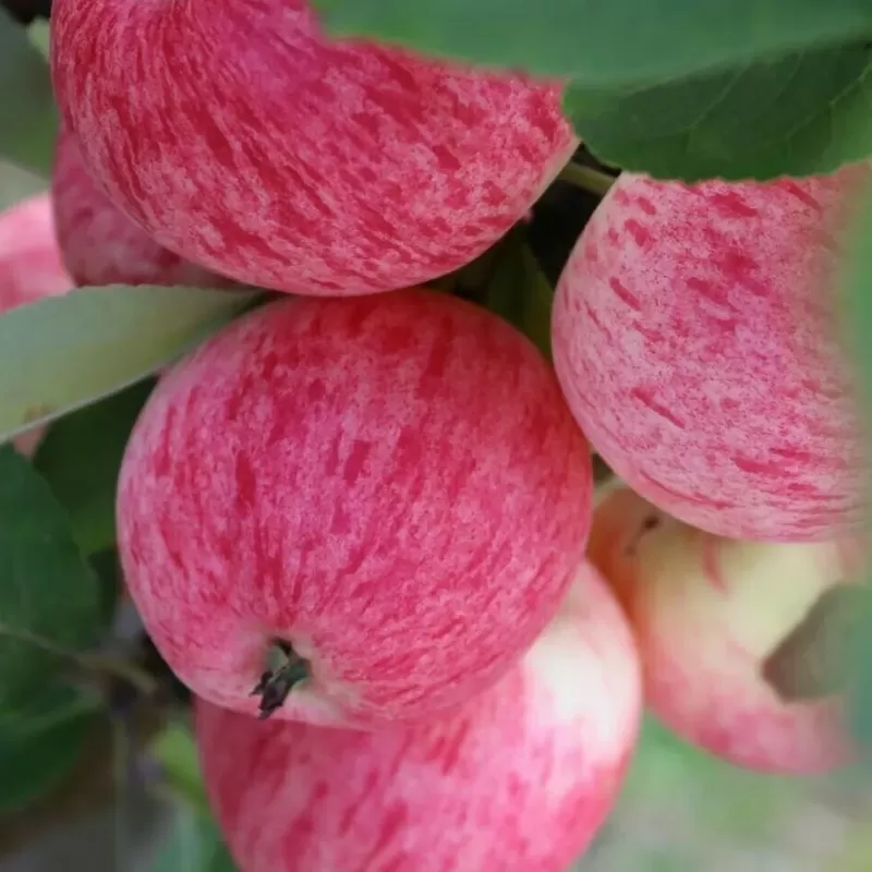 Užsisakyk augalus pavasariui jau dabar