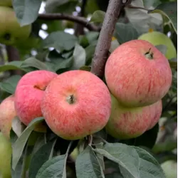Užsisakyk augalus pavasariui jau dabar