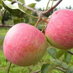 Užsisakyk augalus pavasariui jau dabar