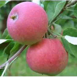 Apple Tree - Malus domestica GENEVA EARLY