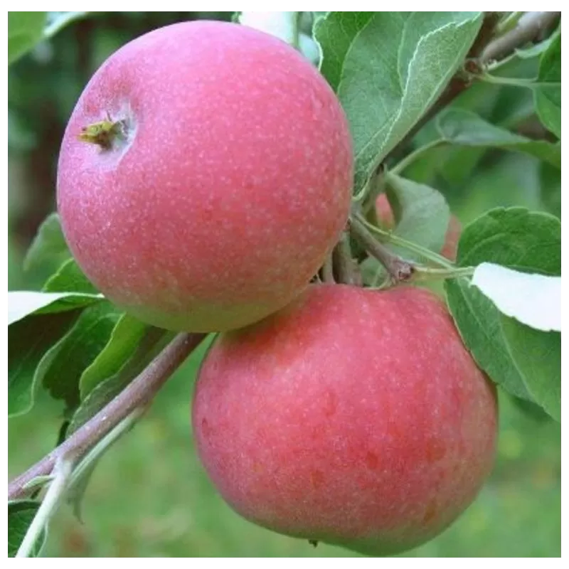 Apple Tree - Malus domestica GENEVA EARLY