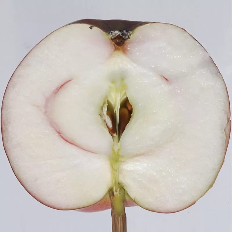 Žagarės sodų vaismedžiai internetu su pristatymu į namus