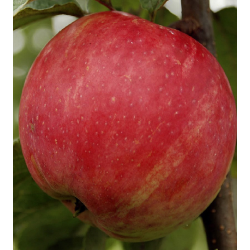 Apple Tree - Malus domestica KRASNOJE RANNEJE