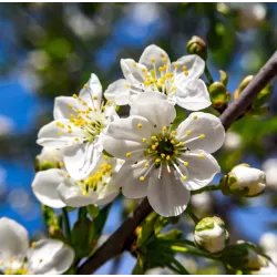 Žagarės sodų vaismedžiai internetu su pristatymu į namus