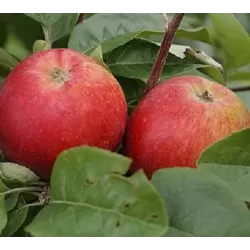 Žagarės sodų vaismedžiai internetu su pristatymu į namus