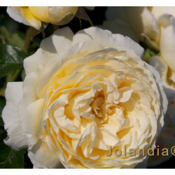 Rožė - Rosa JOLANDIA ®