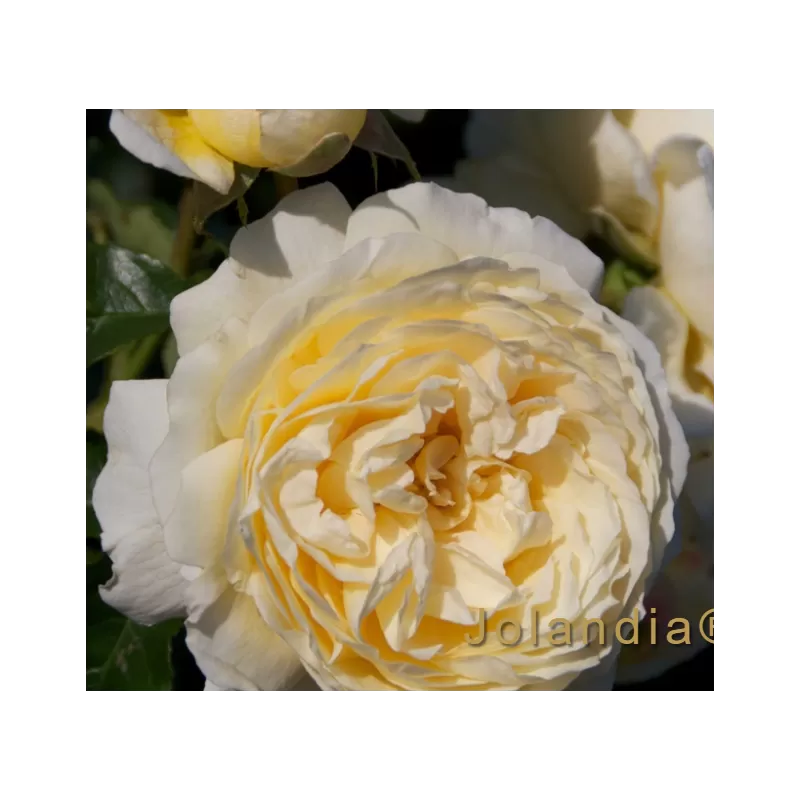 Rosa JOLANDIA ®