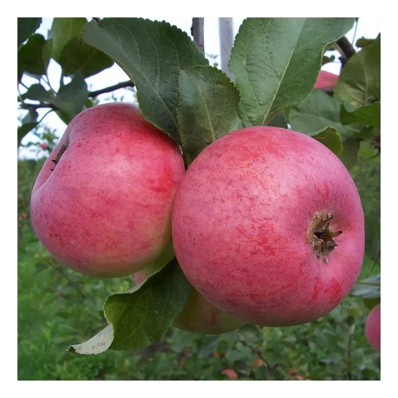 Obelų sodinukai internetu su pristatymu į namus