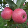 Apple Tree - Malus domestica AUKSIS
