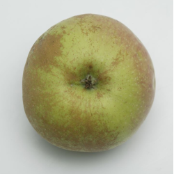 Apple Tree - Malus domestica KULONO RENETAS
