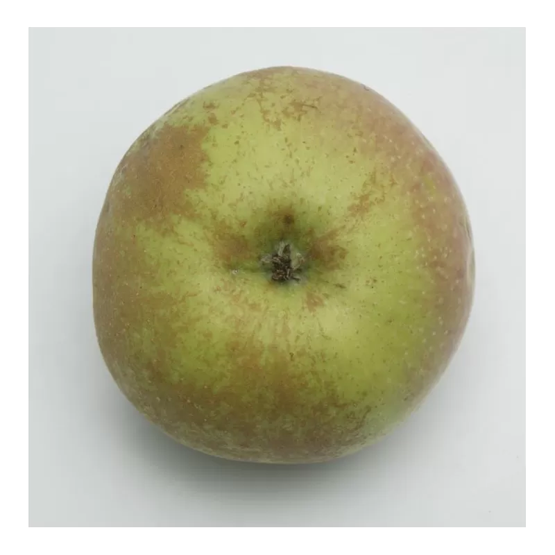 Malus domestica REINETTE DU COULON