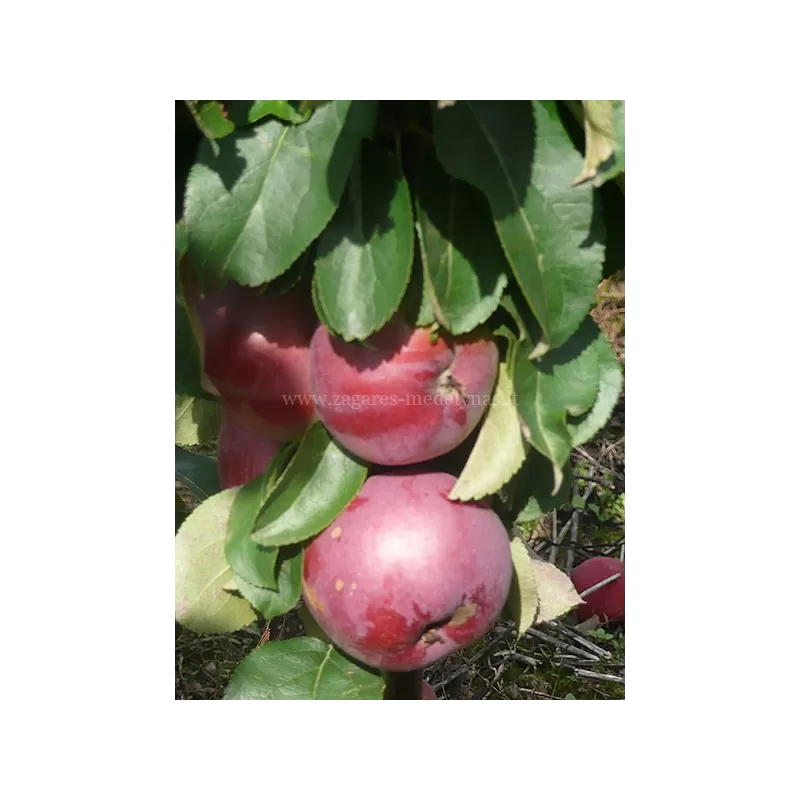 Vaismedžiai rudens sodinimui - Žagarės sodų asortimentas