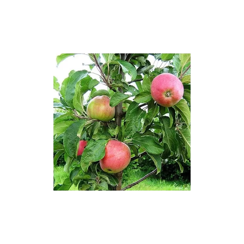 Malus domestica ULDIS