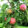 Malus domestica ULDIS