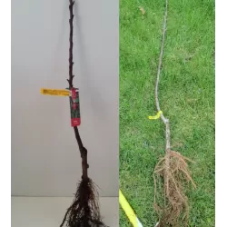 Malus domestica ULDIS