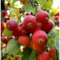 Crab Apple Tree - Malus ROYALTY