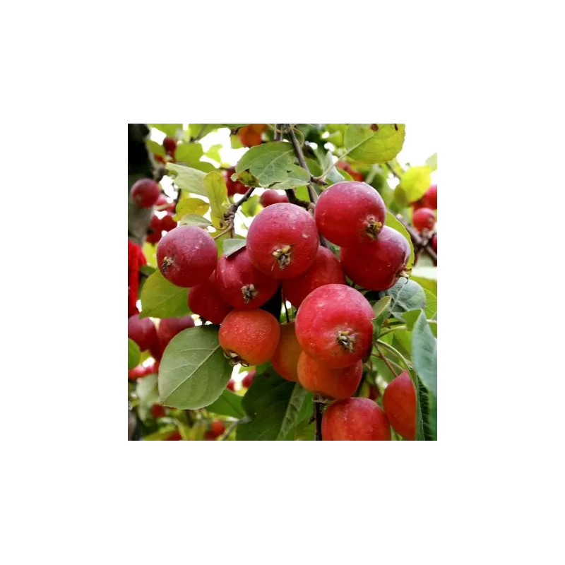 Obelų sodinukai internetu su pristatymu į namus