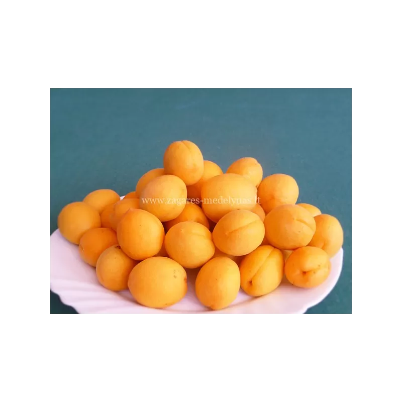 Vaismedžiai rudens sodinimui - Žagarės sodų asortimentas