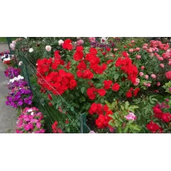Rožė - Rosa LA SEVILLANA
