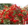 Rožių sodinukai internetu - Pauls Scarlet Climber