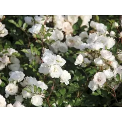 Rožė - Rosa ALBA MEIDILAND