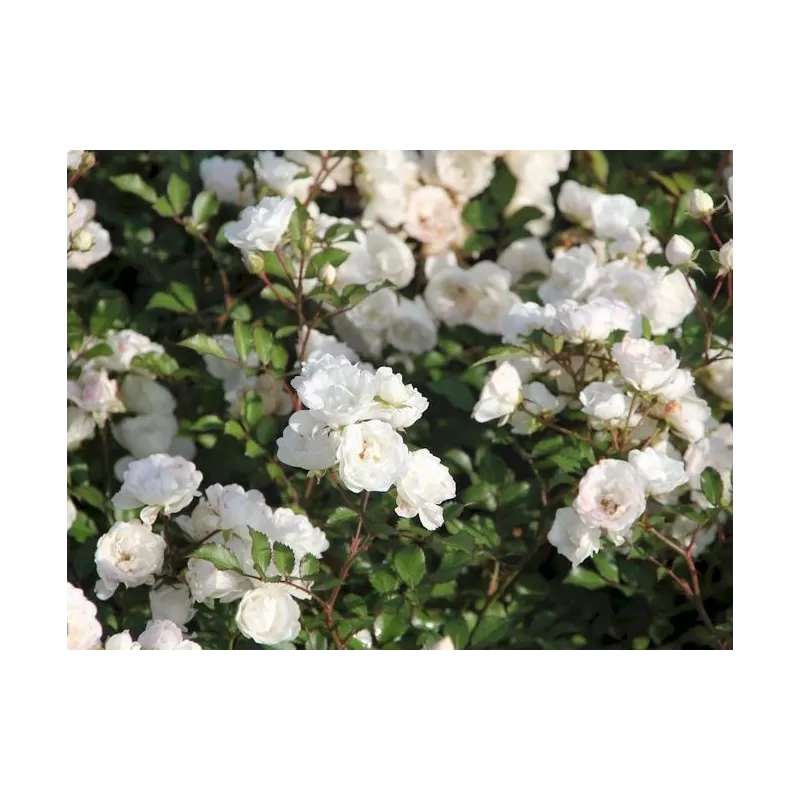 Rožė - Rosa ALBA MEIDILAND