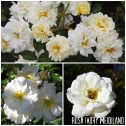 Rožė - Rosa IVORY MEIDILAND