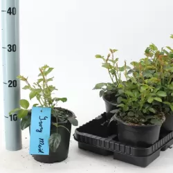 Rožė - Rosa IVORY MEIDILAND