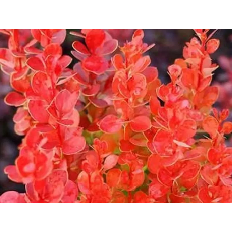 Berberis thunbergii Vulcano PBR 2 j.v.St 0/1/1 P 2025 m