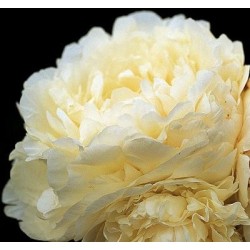 Paeonia Puffed Cotton 3-5 BR Lactiflora-Double-Middle-white-tinka persodinti į 2-3 L vazonus