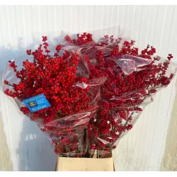 Bugienis, skintas, raudonos uogos - Ilex verticillata RED