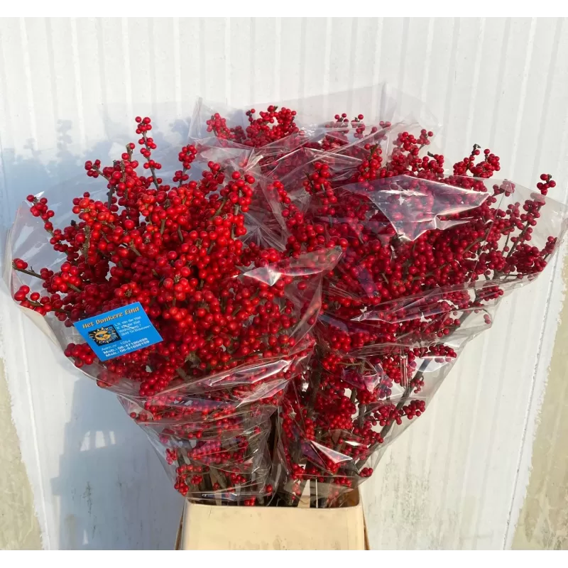 Bugienis, skintas, raudonos uogos - Ilex verticillata RED