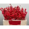 Bugienis, skintas, raudonos uogos - Ilex verticillata RED