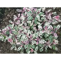 Vaistinis šalavijas - Salvia officinalis TRICOLOR