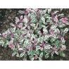 Salvia officinalis TRICOLOR