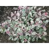 Vaistinis šalavijas - Salvia officinalis TRICOLOR