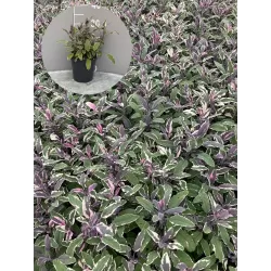 Vaistinis šalavijas - Salvia officinalis TRICOLOR