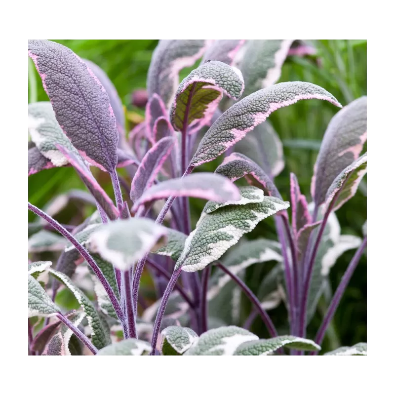 Vaistinis šalavijas - Salvia officinalis TRICOLOR Vaistinis šalavijas - Salvia officinalis TRICOLOR
